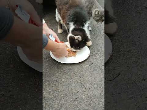 Poor Hungry Cat Eating Wet Chicken Food Very Fast. Other Cat Just Sitting Next To