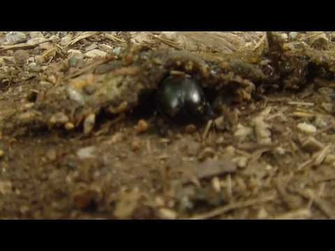 Totengräber Mistkäfer