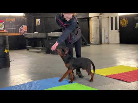 The Chinese Red dog a good family dog?