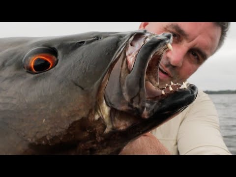 Une Bête aux Yeux Démoniaques ! - Cyril Chauquet