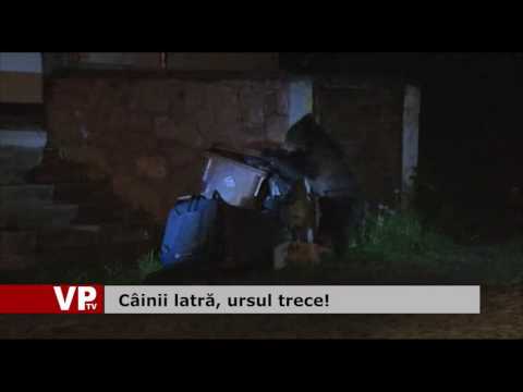 Câinii latră, ursul trece!