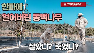 【꽃샘추위 얼어버린 동백나무】 봄맞이 준비 시작합니다