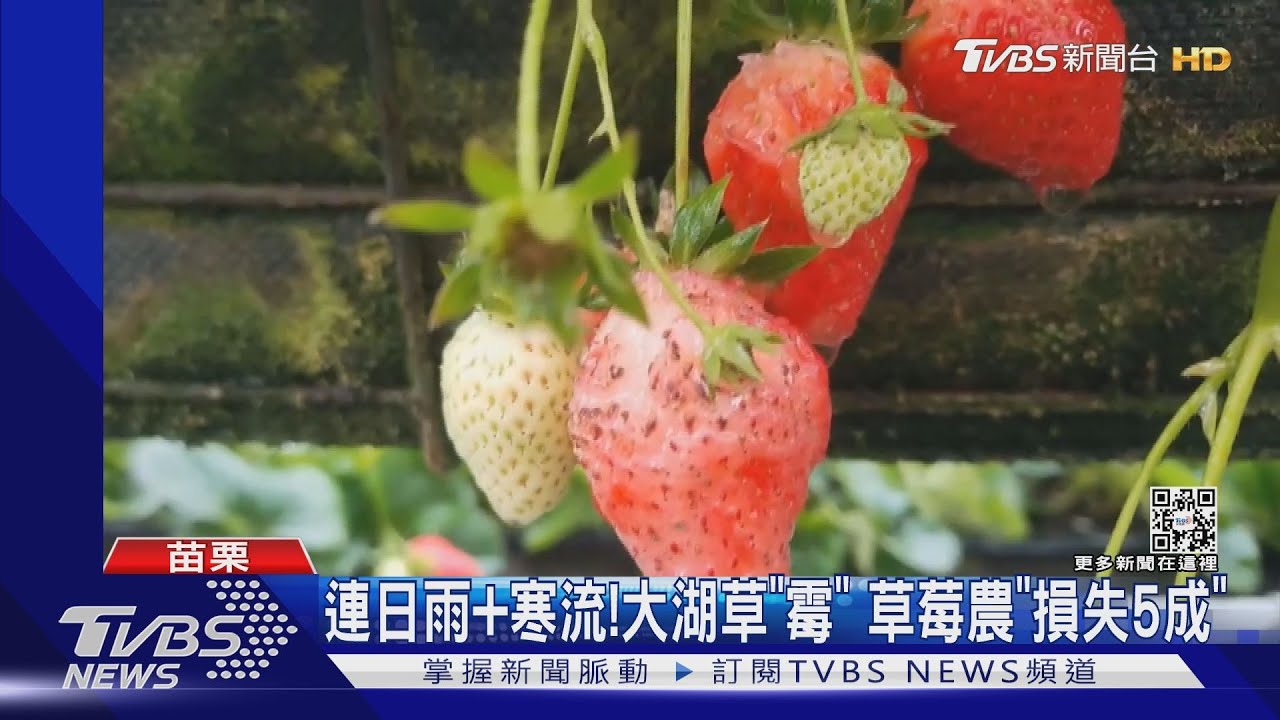 連日雨+寒流!大湖草「霉」 草莓農「損失5成」