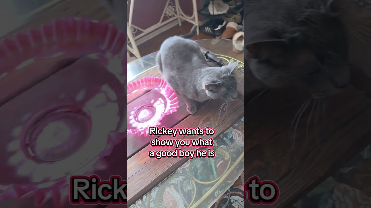 Enlarge Rickey Henderson, a ADOPTABLE mixed breed in Menifee, CA video 2/6