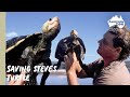 Steve Irwin S Turtle Protecting This Unique Species Wildlife Warriors Missions