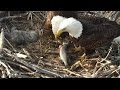 Minnesota DNR eagle camera