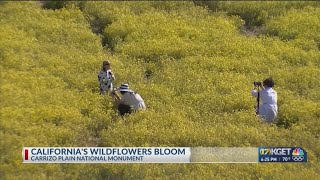 Carrizo Plain National Monument wildflower bloom