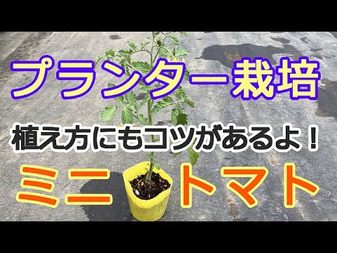  4月末にトマトを植えることはできますか？それらをうまく植えるにはどうすればよいでしょうか？簡単なビデオガイド  庭園