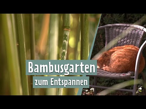 Bambus - Sortenvielfalt im Garten | MDR Garten