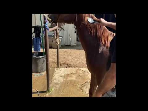 Lot # 24 2020 yearling Filly by Sniper Smoking Gun x Custom Tuxena