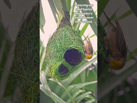 Weaver Scope Review