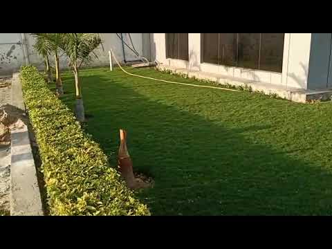 Balaji Natural Green Lawn Grass