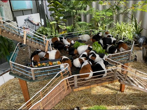 Guinea Pigs , & babies