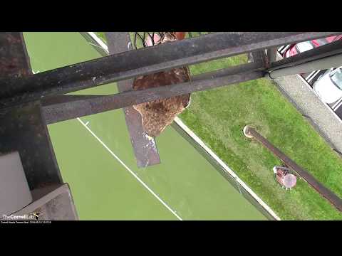 Big Red Belts Out Calls Before Taking Wing – May 15, 2018