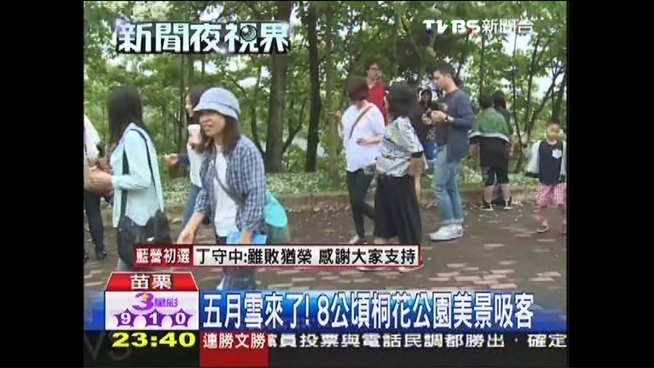 五月雪來了! 8公頃桐花公園美景吸客