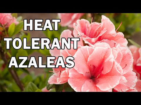 Heat and Drought Tolerant Azaleas | Encore Azalea Range