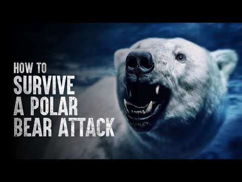 How to Survive a Polar Bear Attack
