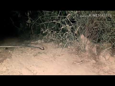 Reached 3Snake's & 2Monitor Lizard's