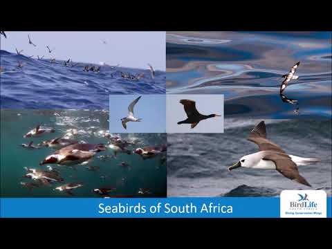 VABF BirdLife South Africa Conservation Video F2 31 July 2021