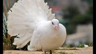 La Paloma - Vámosi János - Záray Márta