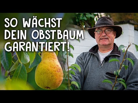 Pears, apples, or cherries in your own garden! 🍐 - How to plant a fruit tree properly!