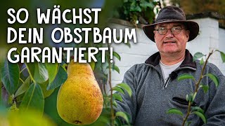 Birnen, Äpfel oder Kirschen im eigenen Garten! 🍐 - So pflanzt du einen Obstbaum richtig ein!