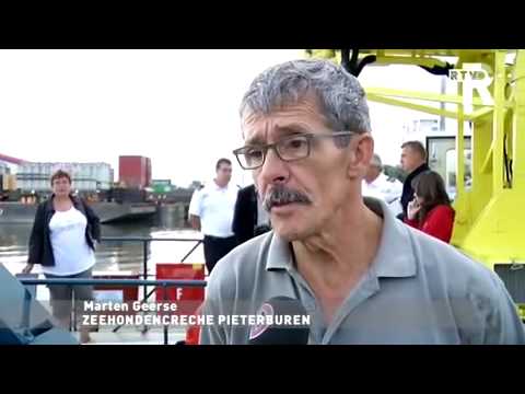 Zeehond in de Oude Maas