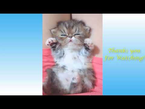 Cute Cats And Funny Dogs Videos Compilation 2