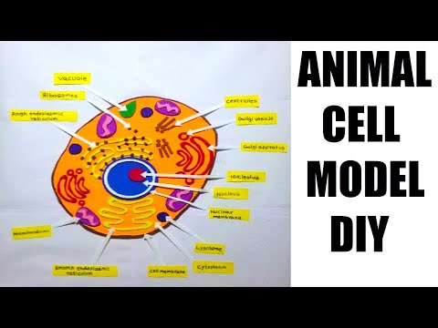 Animal Cell Model 3D model making using cardboard and paper howtofunda still model