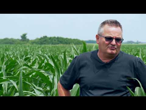 DEKALB hibridi kukuruza - iskustva proizvođača - Marko Horvat i Hrvoje Mesar