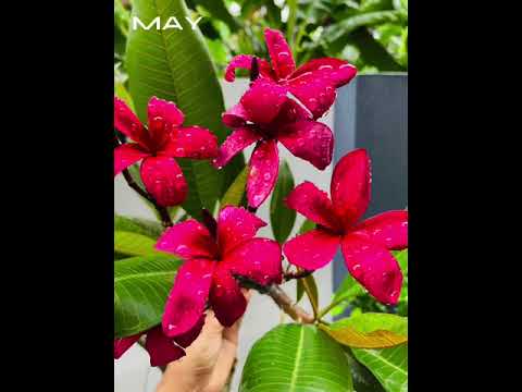 Flower bloom#Chaleya song/Ruby Red plumeria#inspirational#beauty#shortvideo#Shorts#jawan movie#viral