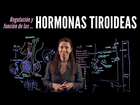 Fisiología endocrina III: Hormonas tiroideas