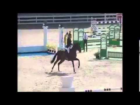 9 y old gelding by Lando  intern  1 60 m placed