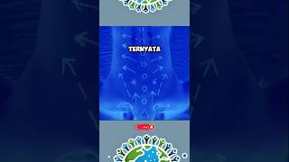 Download lagu Cara pijat punggung yang benar !!! #faktaunik #shortsfeed #shorts mp3