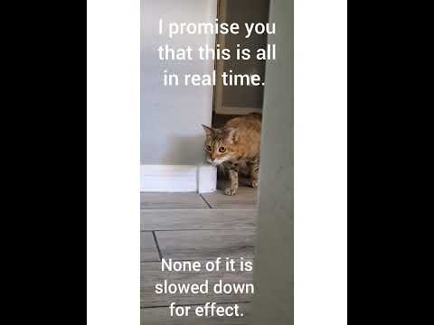 Crystal the Pet Nanny. LLC video.