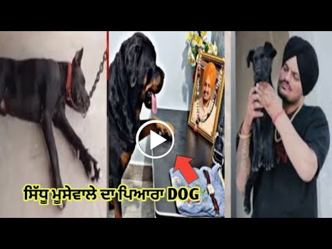 Sidhu Moose Wala Dog Emotional video after Sidhu's Funeral | Sidhumoosewala