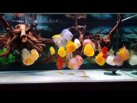 Most Beautiful Discus Fish Tank