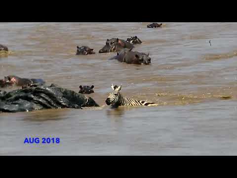 Survival for Life @ Masai Mara - Attack on Zebra