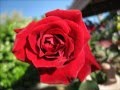 La Vie En Rose (English Version) 