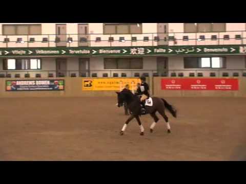 ROYALDIK BBSH stallion event Hartpury 2011