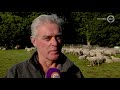 Loslopende hond verwondt schapen van Rhedense kudde