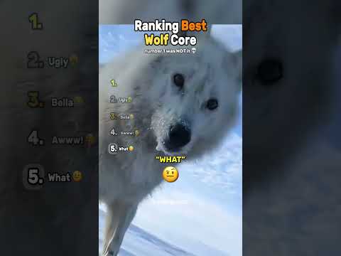 Ranking Best Wolf Core😂🐺