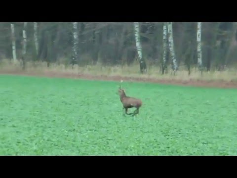 Polowanie Hubertowskie Nadleśnictwo Kluczbork 2013 r.