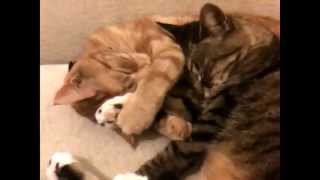Cats holding paws while sleeping
