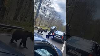 The bears left in a car😳