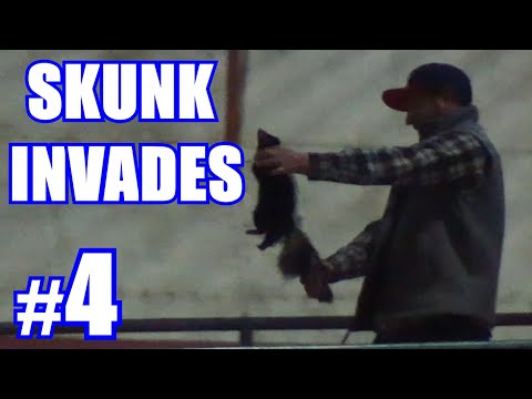 SKUNK INTERRUPTS THE CHAMPIONSIP GAME! | Team Rally Fries (12U Spring Season) #4