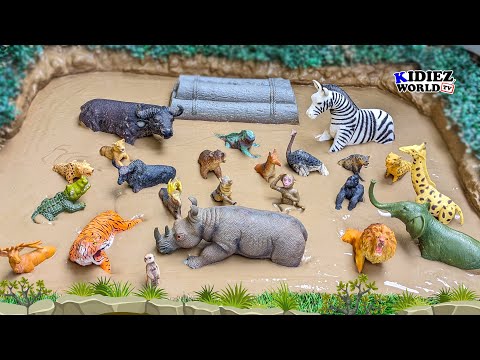 Wildlife Secrets Revealed! African Zoo Animals Like You've Never Seen