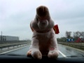 Crazy Junky Pig Singing on The Highway