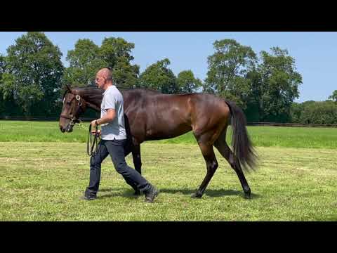 2021 August Yearling Sale - Lot 151 f. NO NAY NEVER x CASUAL