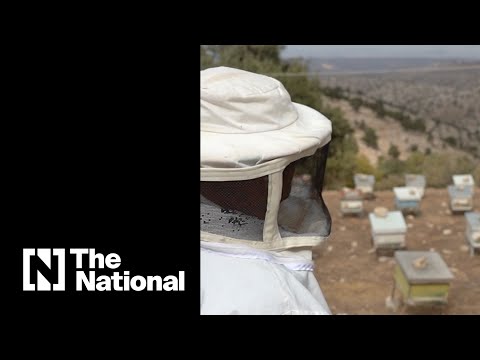 Meet the beekeeper of Um Qais, fighting to preserve Jordan's nature